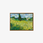 Green Wheat Field with Cypress
