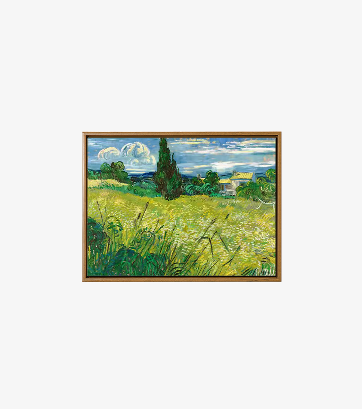 2024-Green Wheat Field with Cypress